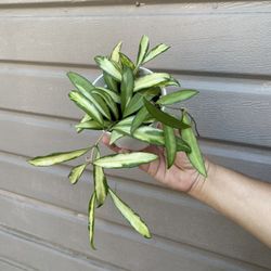 4” variegated hoya wayettii