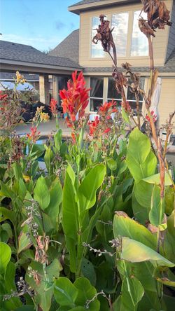 Canna lilies 1 dollar