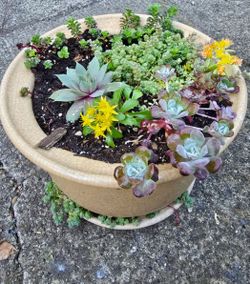 Potted Succulent Arrangement