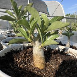 Adenium Arabicums 