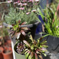 Aeonium Arboreum Succulent