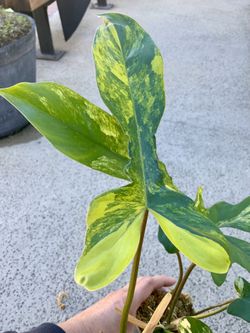 Florida Beauty x Mayoii Variegated New Hybrid 