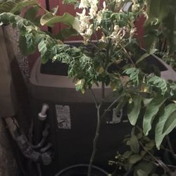Drumstick Tree Plant Big