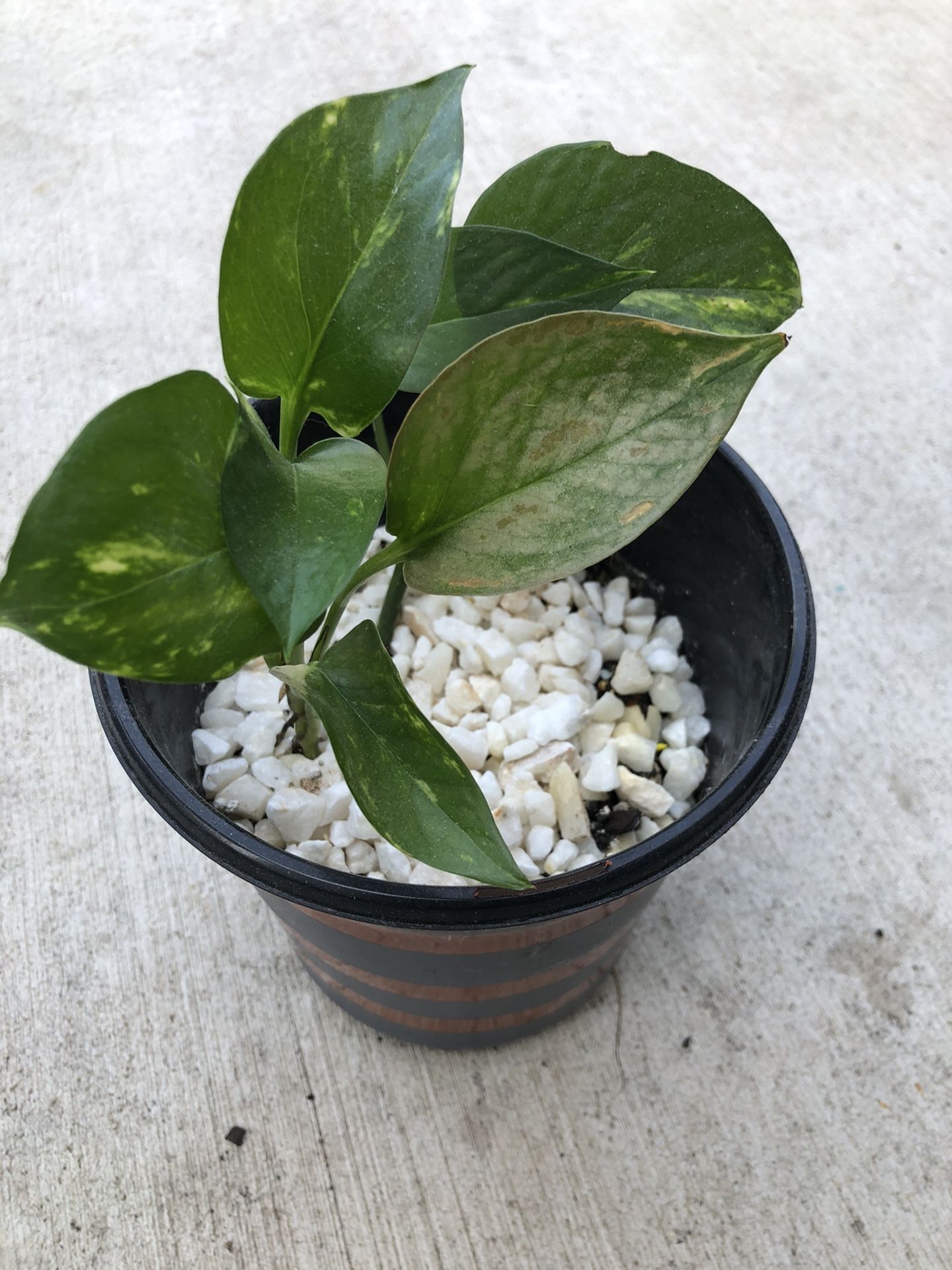 Pothos plant