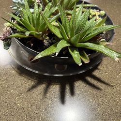 Free Plants In Decorative Bowl