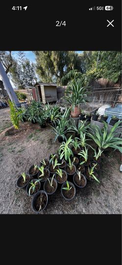Agaves