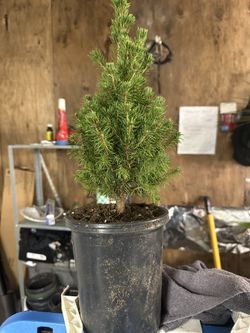 I Have A Variety Of Indoor And Outdoor Plants Available Starting At Three Dollars Up To $35 Each Message For Details Have Lots Of Plants Not Posted