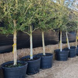 Live oak Tree 45 Gallon 12 Ft Tall 