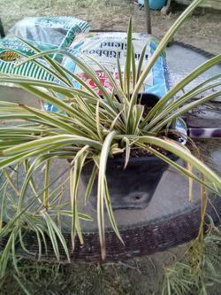 Small Spider Plant 🌿 Easy Care • Air Freshening • Pet Safe
Planta Cinta Pequeña 🌿 Fácil