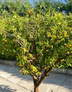 Free Kumquat Fruit Tree, you dig