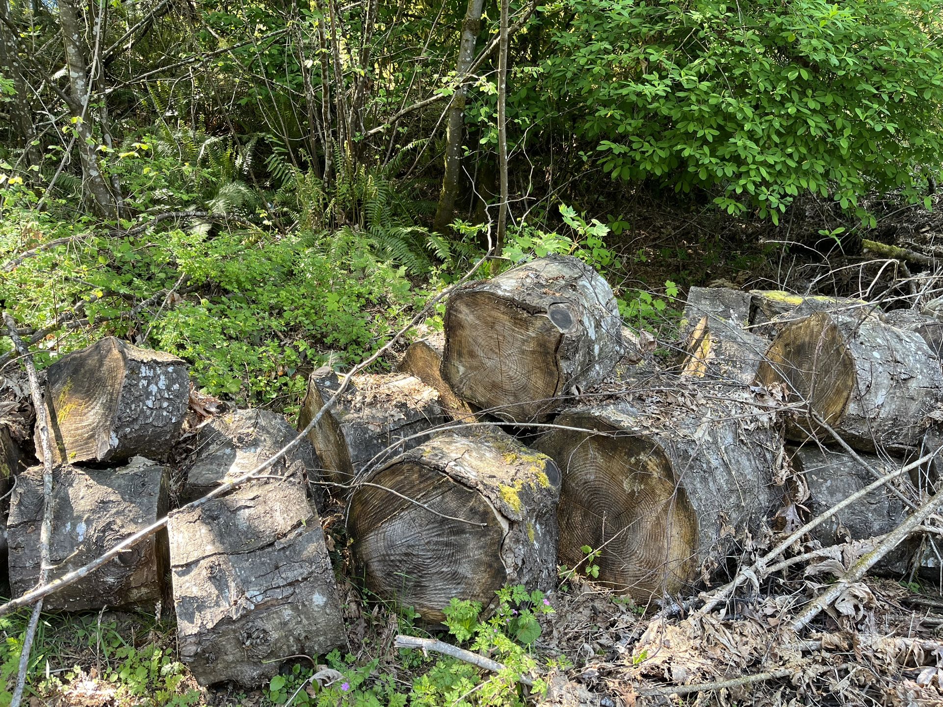 WOOD - Seasoned Fir Rounds - 2 To 3 Cords Worth