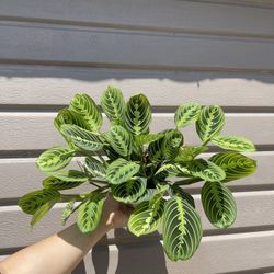 6” Maranta Leuconera Lemon Lime