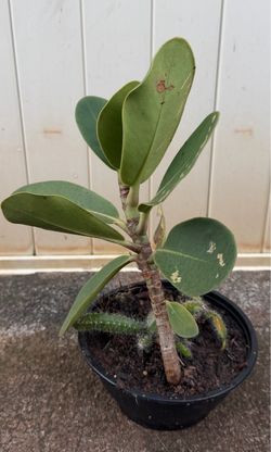 Ohe Mauka Tree