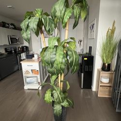 Very Tall Floor Plant 7