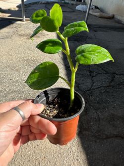 Plant