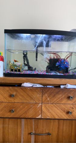 Fish tanks with fish