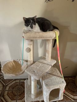 Cat tree (OBO)