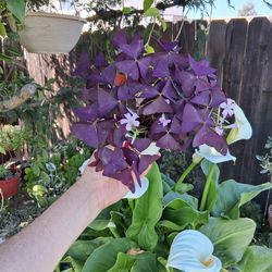 Purple Shamrock or Triangularis Plant $10
