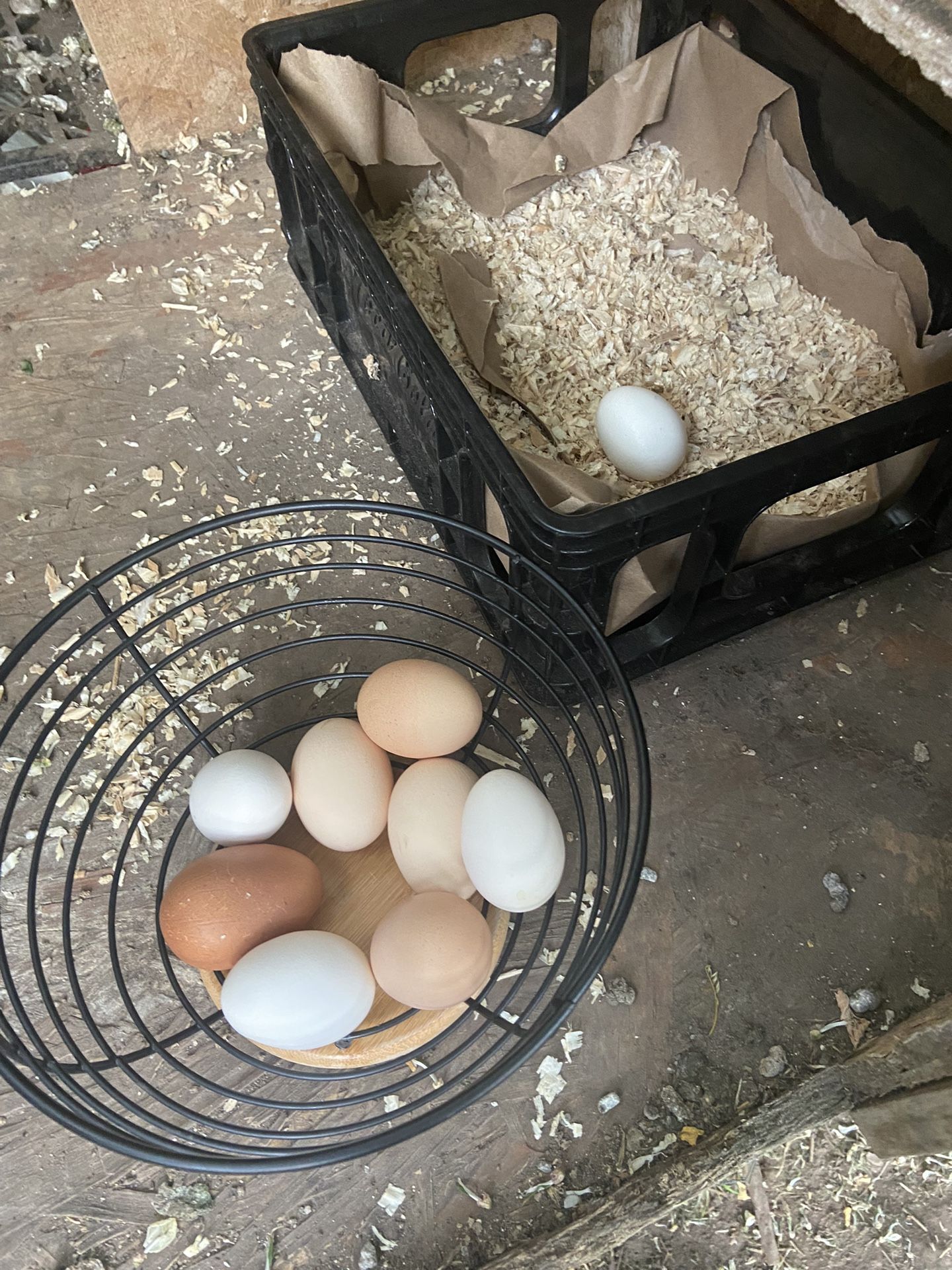 Fresh eggs