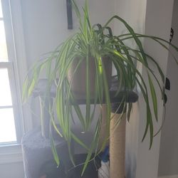 large spider plant 