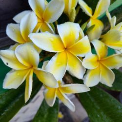 Plumerias Plant Bluming 