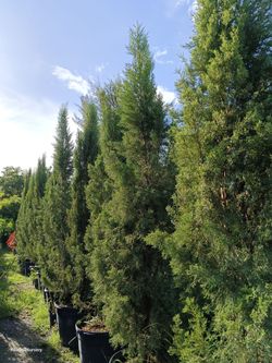 Beautiful Italian cypress trees 8-9ft $250🏡🏡