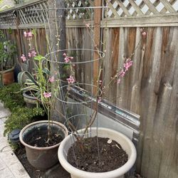 Blooming peach tree (Prunus persica) 
