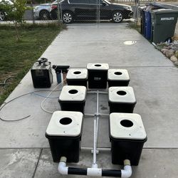 Current Culture  Hydroponic Setup 