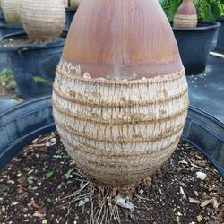 Bottle Palms (Ready To Plant ) 25 GL Pots 