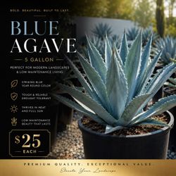 🩵🌵 Blue Agave – 5 Gallon 🌵🩵