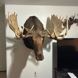 Alaskan Moose