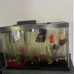35 Gallon Aquaruim With Solid Wood Stand & Filteratiin