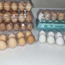 Fresh Eggs