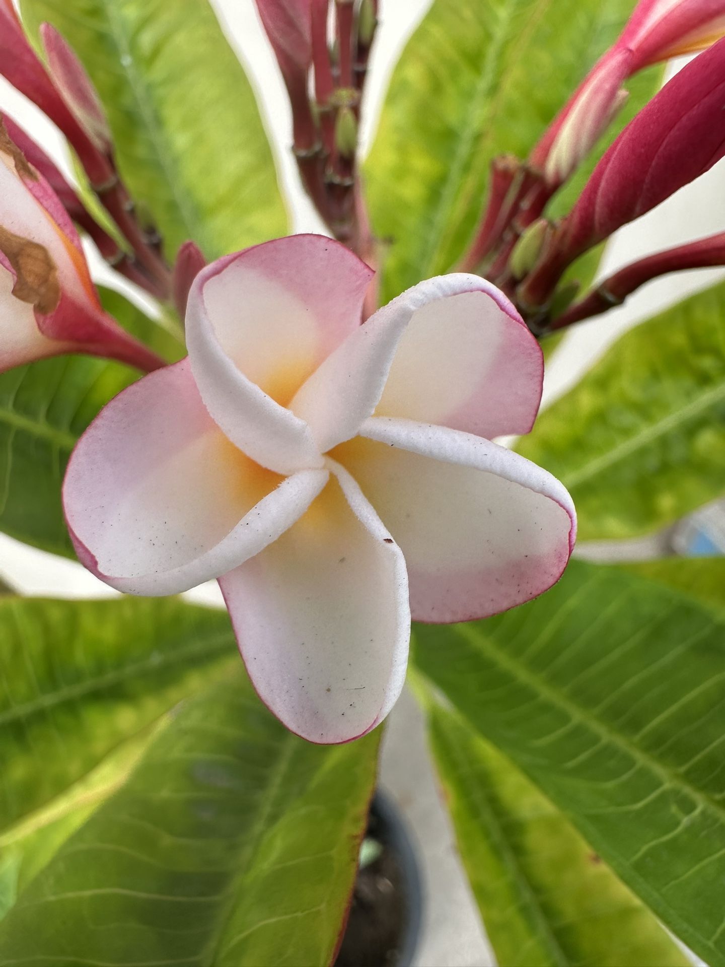 Blooming Plumeria Plant C6