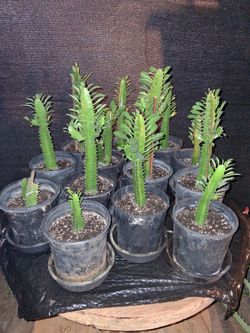 13 - African Milk Tree plants