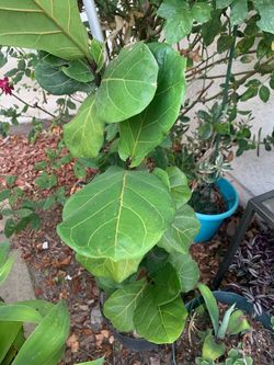 Fiddle leaf fig plant