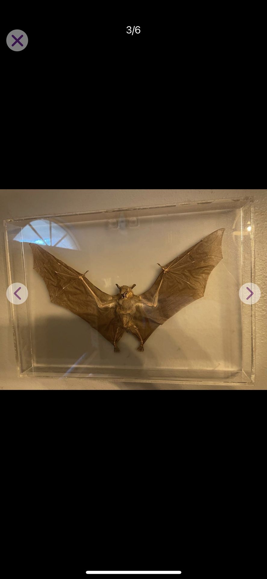 HUGE framed real bat " Hipposideros Diadema" , taxidermy, entomology, bats Hard to find 16 length 11 width Makes quite a statement to any room!