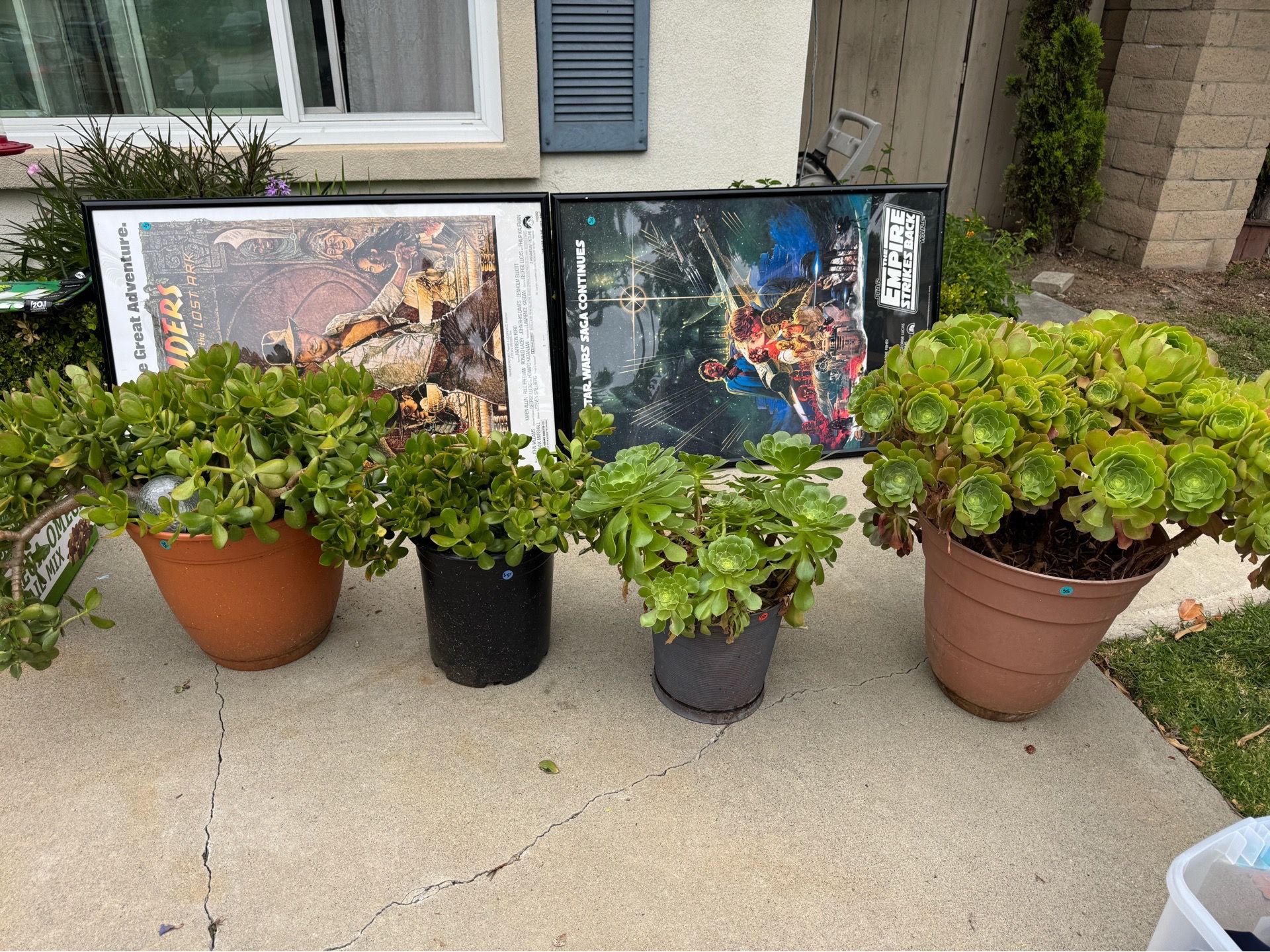 Succulents various prices