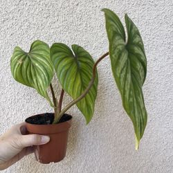 Philodendron Plowmanii Plant