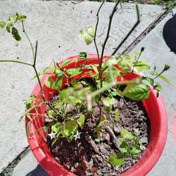 planta de chile piquín $10