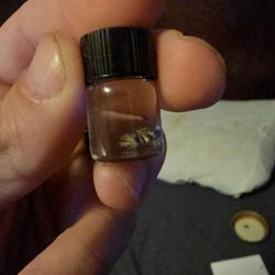 Tan jumping spider wet specimen