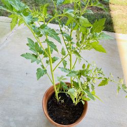 Tomato Plants 