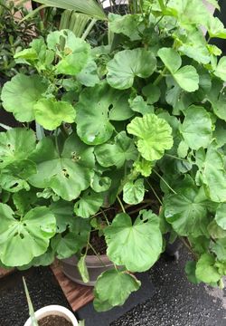 Geranium plant in pot decorative pink flowers large