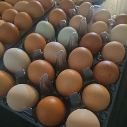 Fresh Eggs