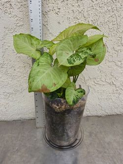 Syngonium Confetti/Mini Pixie Plant Mix