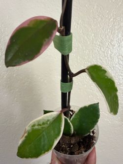 Pink flamingo hoya