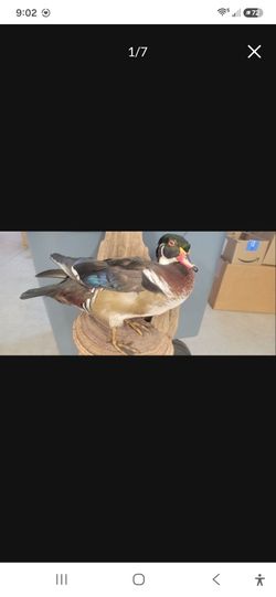 Duck Mount