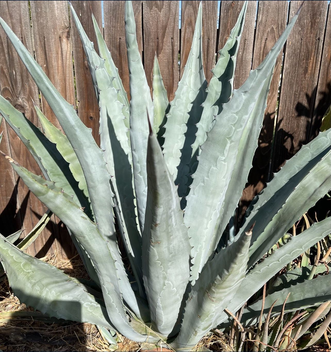 Agave Plant