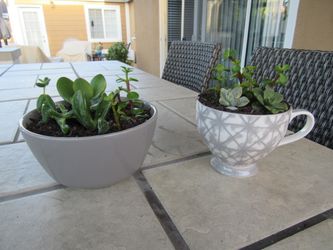 Set Of Gray & Gray/White Print Cup Garden Pots With Succulents