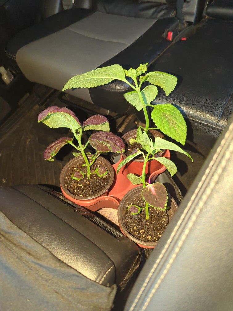 Coleus plant. Multiple Varieties